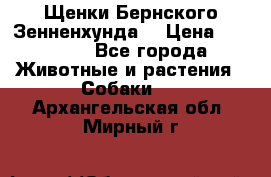 Щенки Бернского Зенненхунда  › Цена ­ 40 000 - Все города Животные и растения » Собаки   . Архангельская обл.,Мирный г.